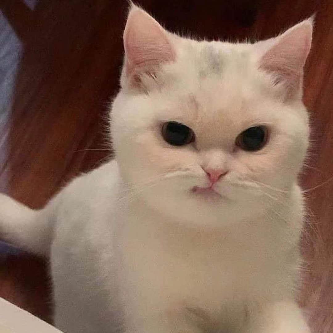 Cute Pets Dogs Catsのインスタグラム