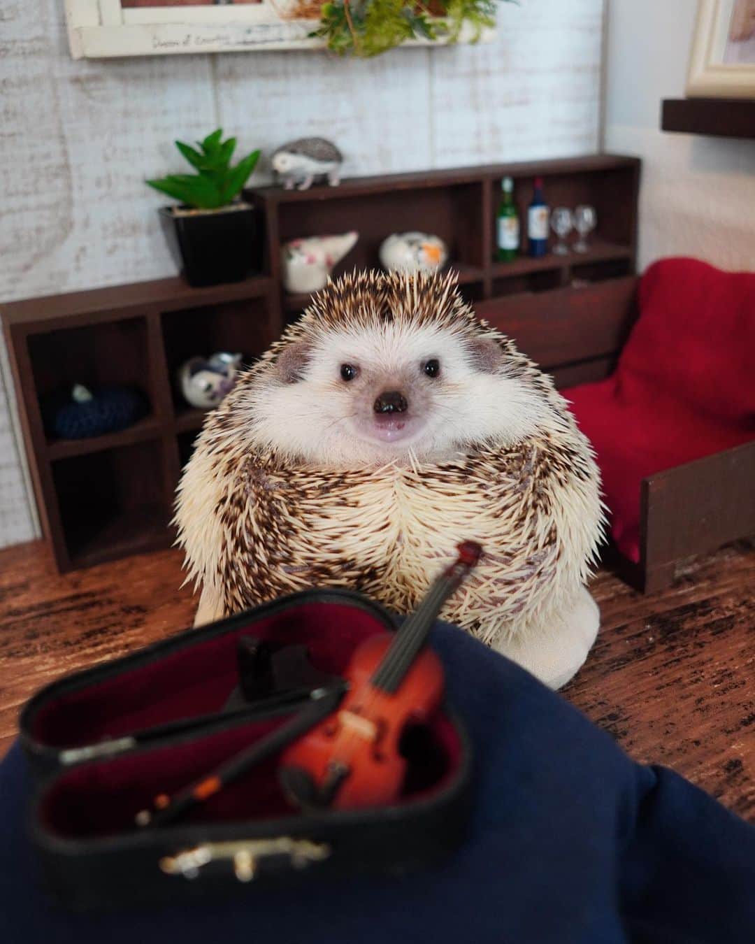 RONさんのインスタグラム写真 - (RONInstagram)「バイオリン🎻とレイちゃん🦔  以前口を開けた写真をアップしました。 閉じてるバージョンです。  #ハリネズミのラニ #ハリネズミ #はりねずみ #ハリネズミのいる暮らし #ハリフル #モフモフ部 #hedgie #hedgehog #hedgehogs #hedgehoglove #hedgehogsofinstagram #Igel #hérisson #riccio #erizo #lani #バイオリン」2月19日 9時02分 - ron_hari