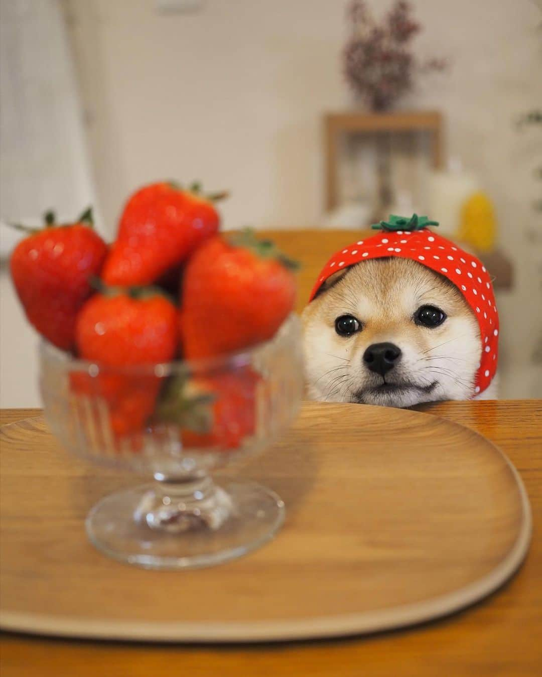 豆柴にこちゃんさんのインスタグラム写真 - (豆柴にこちゃんInstagram)「🐶🍓 おはよー。  いちごの盛り合わせ。  ラストは私が食べてたら 群がってきたハイエナたち。  にこたまも2匹で1粒食べました  #柴犬#豆柴#pecoいぬ部#犬#shibastagram#petstagram#犬#犬のいる暮らし#shibainu#dog#mameshiba#pecotv#いぬのきもち部#しばいぬ#しばけん#こいぬ#シバイヌ#狗#ペット#子犬#puppy#pet#시바견#강아지#개#instacute#barked#9gag#9gagpets」2月19日 9時05分 - nikochan.mame48