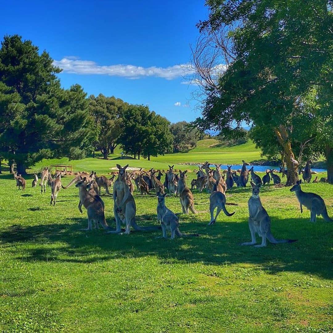 Australiaさんのインスタグラム写真 - (AustraliaInstagram)「This mob of roos never miss their weekly Tai Chi class (although we suspect they just use it to gossip 🤫) @cracefulphotography caught a few post-workout at @goldcreekcountryclub in @visitcanberra on his morning round of golf. This gorgeous green is one of many golf clubs in the nation’s capital so if you’re partial to a round or two, pack your clubs and head to @royalcanberragolfclub, @federalgolfclub or #TheRoyalMilitaryCollegeGolfClub for some picturesque fairways, challenging greens and a few local kangaroos cheering you on 🏌️‍♀️ #seeaustralia #VisitCanberra #holidayherethisyear」2月19日 3時47分 - australia