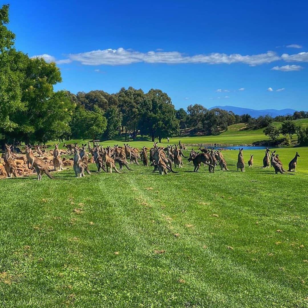 Australiaさんのインスタグラム写真 - (AustraliaInstagram)「This mob of roos never miss their weekly Tai Chi class (although we suspect they just use it to gossip 🤫) @cracefulphotography caught a few post-workout at @goldcreekcountryclub in @visitcanberra on his morning round of golf. This gorgeous green is one of many golf clubs in the nation’s capital so if you’re partial to a round or two, pack your clubs and head to @royalcanberragolfclub, @federalgolfclub or #TheRoyalMilitaryCollegeGolfClub for some picturesque fairways, challenging greens and a few local kangaroos cheering you on 🏌️‍♀️ #seeaustralia #VisitCanberra #holidayherethisyear」2月19日 3時47分 - australia