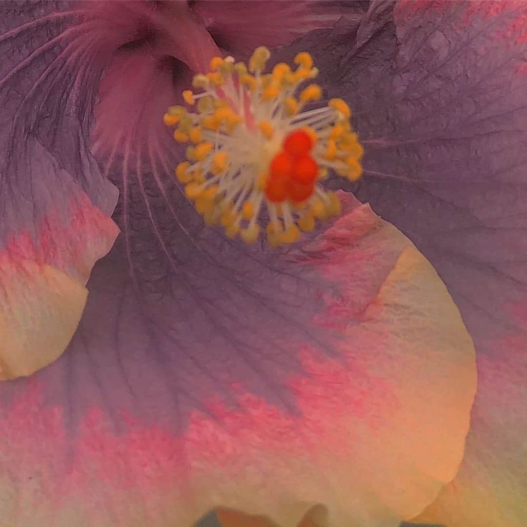 Araksのインスタグラム：「#ColorByNature  @brrch_floral」
