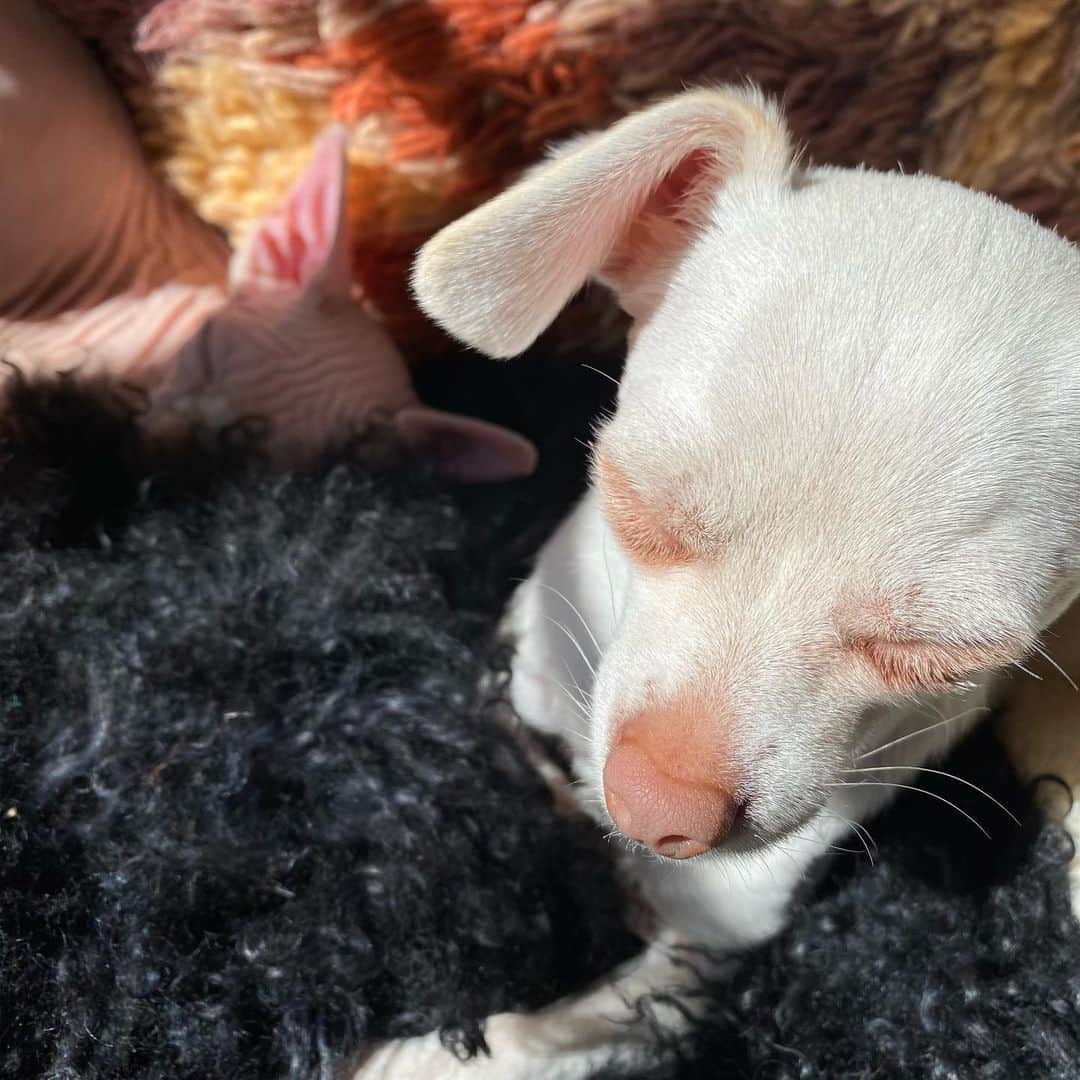 マーガレット・チョーのインスタグラム：「Lucia and Sarang are friends #chihuahua #sphynx #rescuedog #love」
