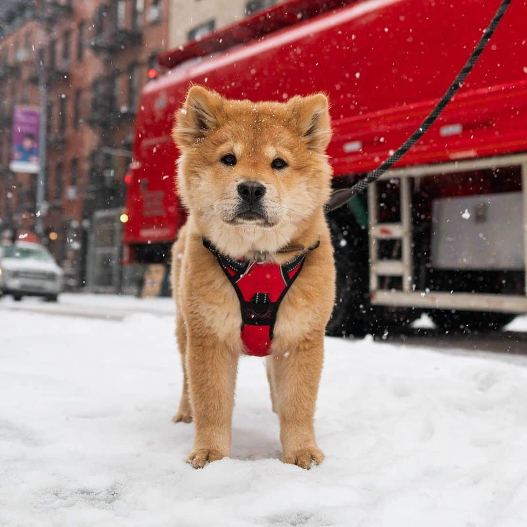 The Dogistさんのインスタグラム写真 - (The DogistInstagram)「Cashew, Chow Chow (4 m/o), Prince & Mulberry St., New York, NY • “She’s more interested in dogs than people. She huffs and puffs if I ask her to do a trick too many times.” @cashewthefloof」2月19日 5時14分 - thedogist