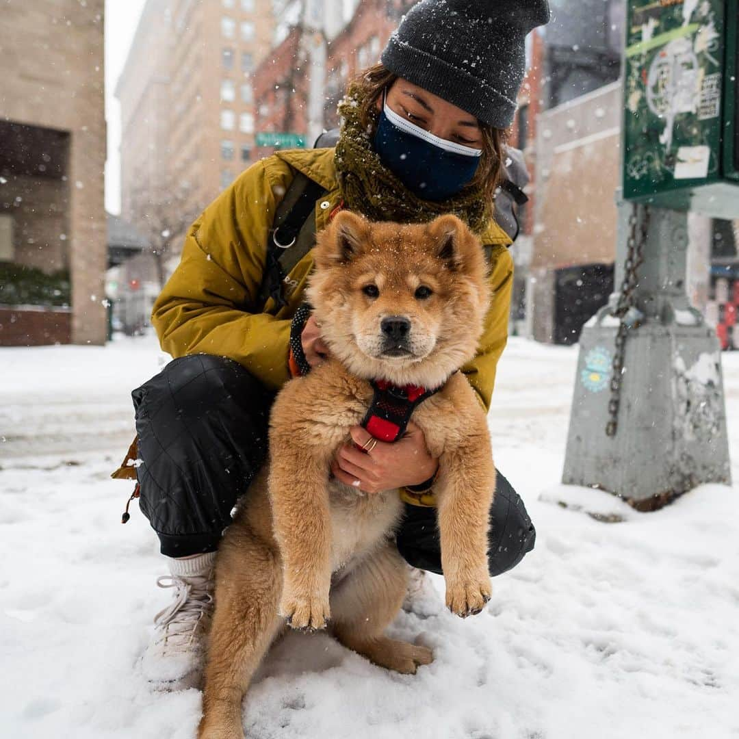 The Dogistさんのインスタグラム写真 - (The DogistInstagram)「Cashew, Chow Chow (4 m/o), Prince & Mulberry St., New York, NY • “She’s more interested in dogs than people. She huffs and puffs if I ask her to do a trick too many times.” @cashewthefloof」2月19日 5時14分 - thedogist