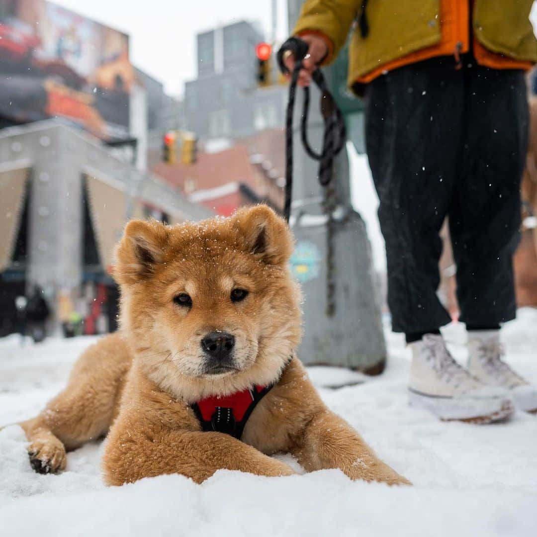 The Dogistさんのインスタグラム写真 - (The DogistInstagram)「Cashew, Chow Chow (4 m/o), Prince & Mulberry St., New York, NY • “She’s more interested in dogs than people. She huffs and puffs if I ask her to do a trick too many times.” @cashewthefloof」2月19日 5時14分 - thedogist