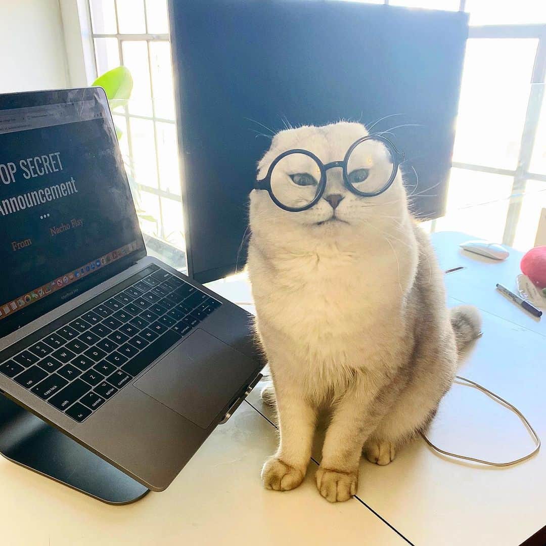 Hiroさんのインスタグラム写真 - (HiroInstagram)「We've been helping big boss @nachoflay with something really exciting and top secret! Don't want to let it slip out by accident! It’s going to be purrfect! Follow @madebynacho to stay up to date on the launch  @madebynacho #madebynacho #nachoandfriends #nachoscatpack #entrepurrneur #ad #cats #catsofinstagram #nachoflay #topsecret」2月19日 5時24分 - superhirocat
