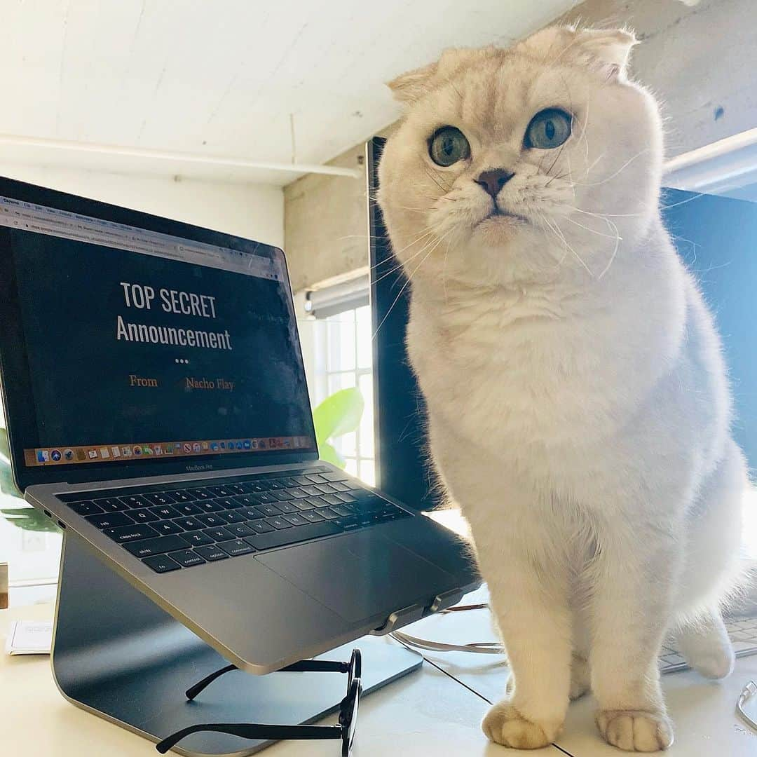 Hiroさんのインスタグラム写真 - (HiroInstagram)「We've been helping big boss @nachoflay with something really exciting and top secret! Don't want to let it slip out by accident! It’s going to be purrfect! Follow @madebynacho to stay up to date on the launch  @madebynacho #madebynacho #nachoandfriends #nachoscatpack #entrepurrneur #ad #cats #catsofinstagram #nachoflay #topsecret」2月19日 5時24分 - superhirocat