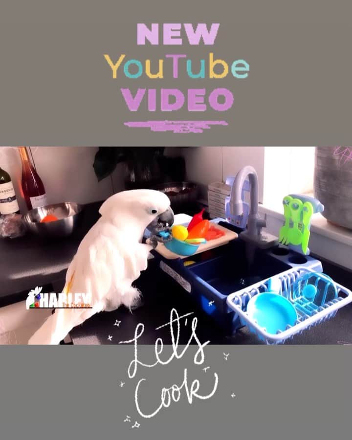 ? Enjoy Harley's Lifeのインスタグラム：「🆕 video on youtube 👌🏻😂me on my own kitchen , link in my bio 😃😃#youtube #youtuber#videostar #videooftheday #new#harleythecockatoo #instagood #instagram #instadaily」
