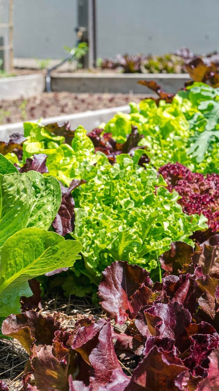 ニューヨーク植物園のインスタグラム：「At the onset of the pandemic, NYBG's Bronx Green-Up joined with urban farms and gardens throughout the Bronx to create the Bronx Community Farm Hubs program, ensuring fresh fruits and vegetables would go to those in need during a trying time. . In total, 18 community gardens and NYBG’s Edible Academy joined together to raise, harvest, and deliver over 11,000 lbs. of fresh greens, herbs, peppers, tomatoes, beans, and so much more to local organizations such as POTS, "pay what you can" harvest boxes, public "friendly fridges," schools, hospitals, NYCHA senior housing, community-run farmers markets, soup kitchens, and food pantries. Get to know some of the gardens taking part in this important program, and the volunteers who make it all possible. . #plantlove #nybgathome #museumfromhome #culturefromhome」