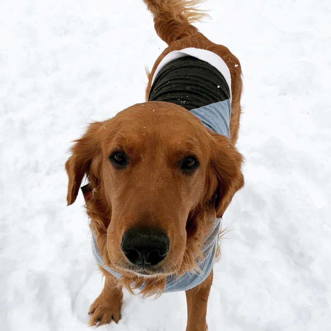 モヒートさんのインスタグラム写真 - (モヒートInstagram)「Killian here-I still hate the snow but I’m very handsome in this sweatshirt from @longdogclothing 😂😂😂@grinrescue #snow #winter #cold #handsome #rescuedog #rescuedogsofinstagram #fosterfail #puppymillsurvivor #cute #dogsofinstaworld #dog #dogsofig #dogmom #goldenretriever #goldenretrieversinneed #goldensofinstagram #cleveland #ohio」2月19日 6時03分 - mojito_rose_family