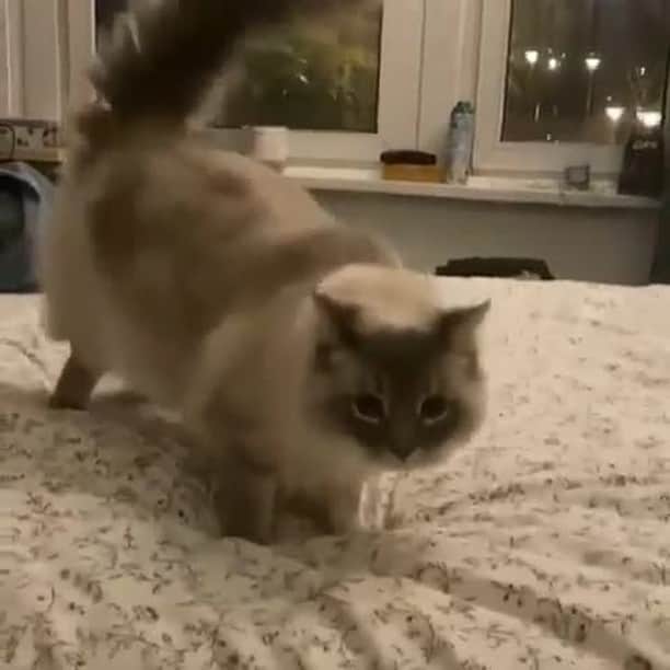 Cats of Instagramのインスタグラム：「From @peluso_the_ragdoll: "Oi !" #catsofinstagram」