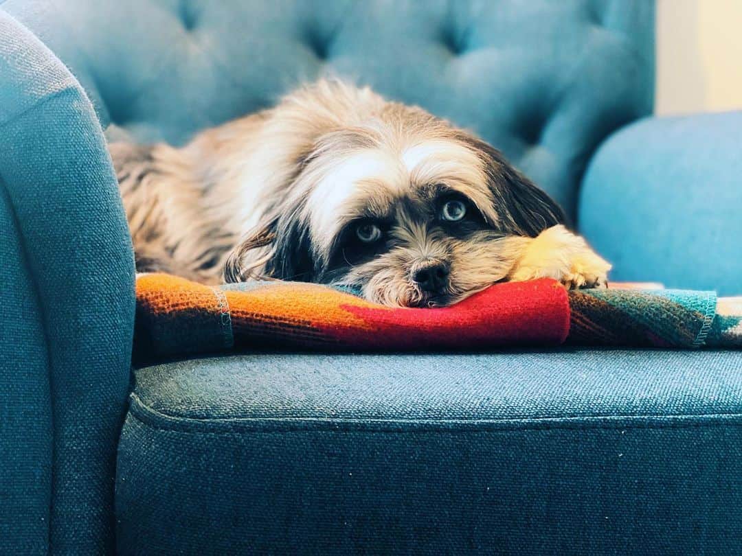 のインスタグラム：「If looks could kill. That’s my girl. Bored out of her mind while I’m on a long zoom edit session with @jessicatography and Anna for @mysoultotakefilm — Thanks for the awesome work @annacatley #adoptdontshop🐾」