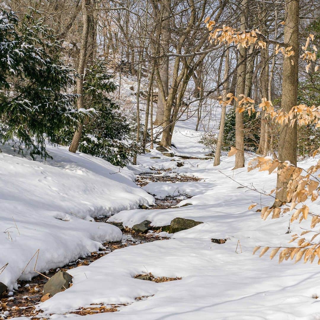 ニューヨーク植物園のインスタグラム：「Due to snow, the Garden will open to the public at 12 p.m. on Friday, February 19. Those with morning tickets can contact ticketingsupport@nybg.org for more information. . #plantlove」