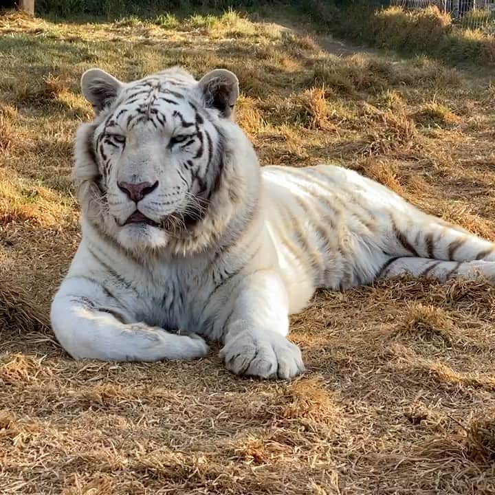 Black Jaguar-White Tiger のインスタグラム