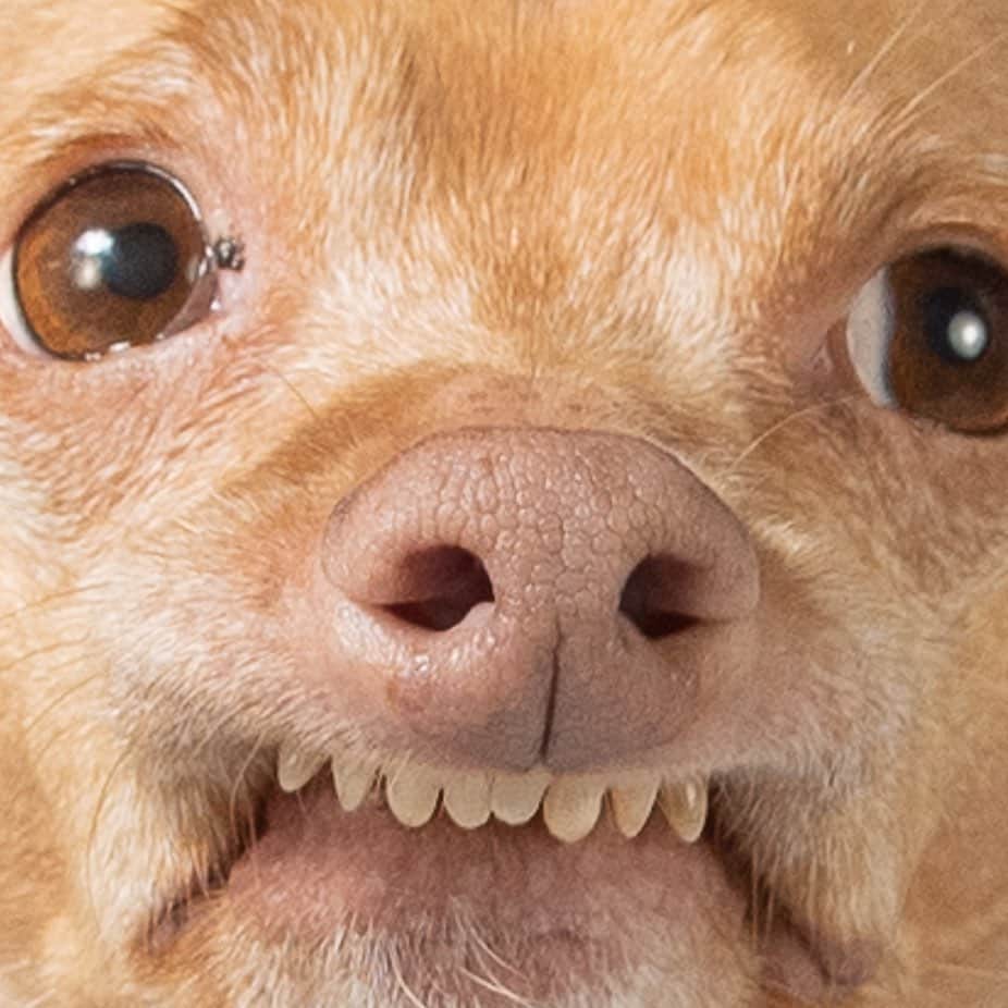 Tuna {breed:chiweenie} のインスタグラム：「I feel like someone needed this today. If it’s not you, tag someone who does. You can also kiss the screen if you want, or encourage the person you tagged to. I promise it’s not weird. I just did it! Haha. 😘」