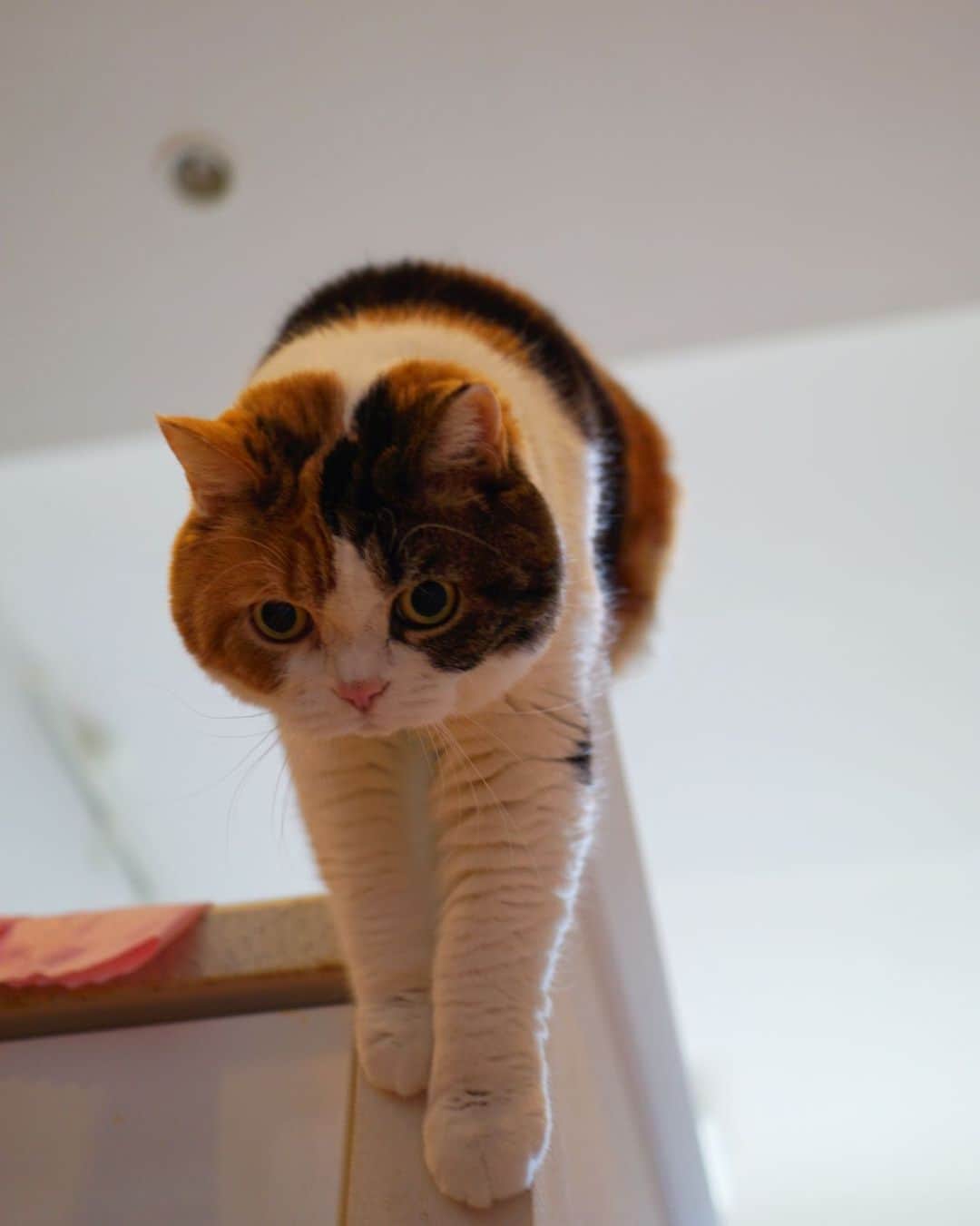 みかんさんのインスタグラム写真 - (みかんInstagram)「. Good morning〜☀️ . 飛び降りるにゃ！ せーの！ . #みかん #柑橘姉弟 #munchkin  #cat #catstagram  #cats_of_instagram」2月19日 6時55分 - aja.ri