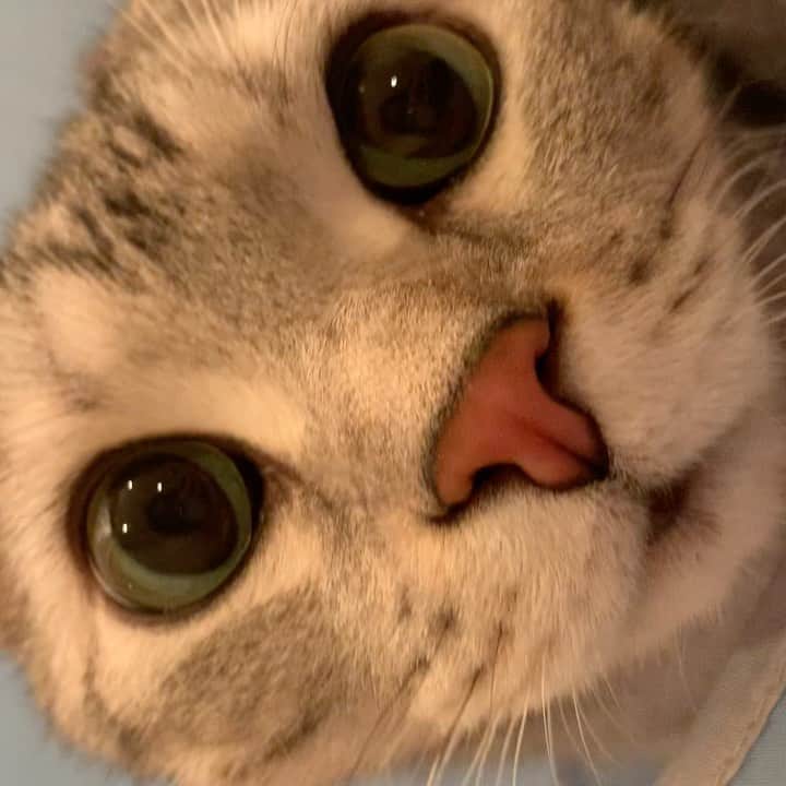 のインスタグラム：「Good morning! Bonjour!﻿ I love box 📦! I posted some videos in Instagram stories. Don’t miss them! * おはようございますにゃん！ 箱が好き📦！ Instagramのストーリーズにもいくつか動画を投稿したので、お見逃しなく！ * #catstagram #cat_features  #topcatphoto #cutepetclub #catsofinstagram #cats_of_world #meowsandwoofs #meowvswoof﻿ #excellent_cats #catstocker  #bestmeow #INSTACAT_MEOWS #peco #animalsco #mofmo #みんねこ #ふわもこ部 #ねこのきもち #アメショー #アメリカンショートヘア #猫 #猫好きさんと繋がりたい #nekoclub」