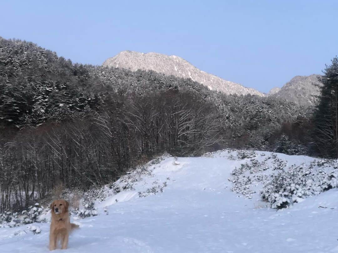 篠原信一さんのインスタグラム写真 - (篠原信一Instagram)「山へ朝散歩🚶‍♀️🐕🐶 今日は、いい天気☀️  #柴犬 #しばいぬ #ゴールデンレトリバー #小鉄とニコの大冒険  #shibainu #goldenretriever #いぬすたぐらむ #いぬのいる暮らし #犬との暮らし #朝散歩 #晴天 #快晴」2月19日 7時03分 - kotetu__niko