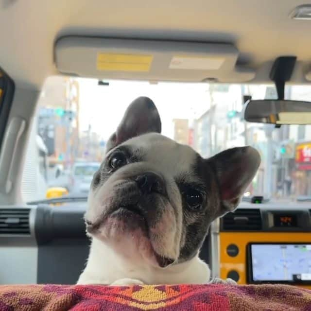 French Bulldogのインスタグラム