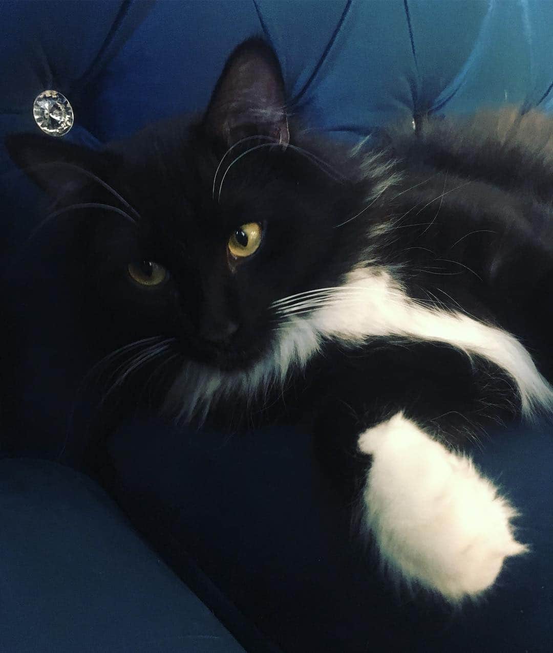 ミシェル・トラクテンバーグのインスタグラム：「Mister Martini: mama. I'm exhausted.  Me: but Martini. You haven't done anything today!  Martini: I've sharpened my claws.  Me: yes baby. You're puuurfect. 😹🔪🍸 #cat #adoptdontshop」