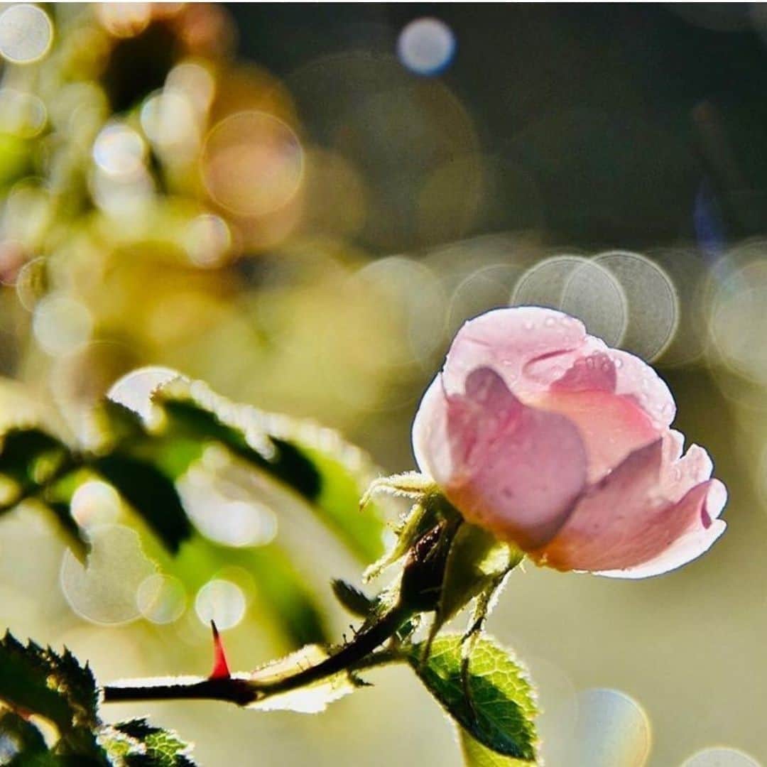 Melvita Officialのインスタグラム：「🌿 Des soins respectueux de votre peau c’est bien, des soins respectueux de votre peau ET de la planète c’est encore mieux 🌿  Chez Melvita, nous sélectionnons des ingrédients naturels issus de sols préservés de pesticides et cultivés par des agriculteurs engagés et passionnés.🍯  Nous allons encore plus loin : 90% de nos produits ont un pourcentage de naturalité égal ou supérieur à 99%.  Le saviez-vous ? ❤  Merci à @lemondedegege pour cette jolie photo.  #Melvita #ingredients #bio #engagements #naturalité #cleanbeauty」