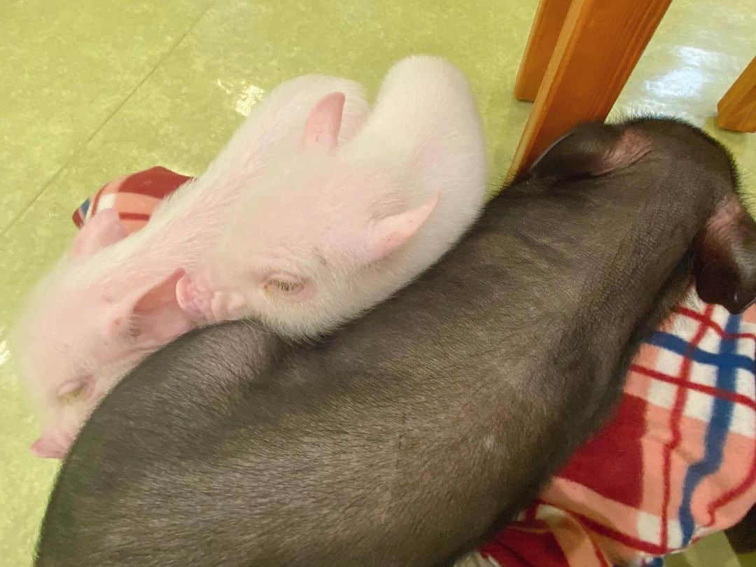百川晴香さんのインスタグラム写真 - (百川晴香Instagram)「このまえ豚カフェに行ってきました🐷💕小さい豚さん2匹も乗ってきてかわいいってなってたら途中15kgくらいの子も乗ってきてくれて足痺れた(笑)かわいすぎたぜえええ💕 #豚カフェ #かわいい #豚 #マイクロブタ #マイクロブタカフェ #mipig #followｍe #cute」2月19日 17時01分 - momokawaharuka