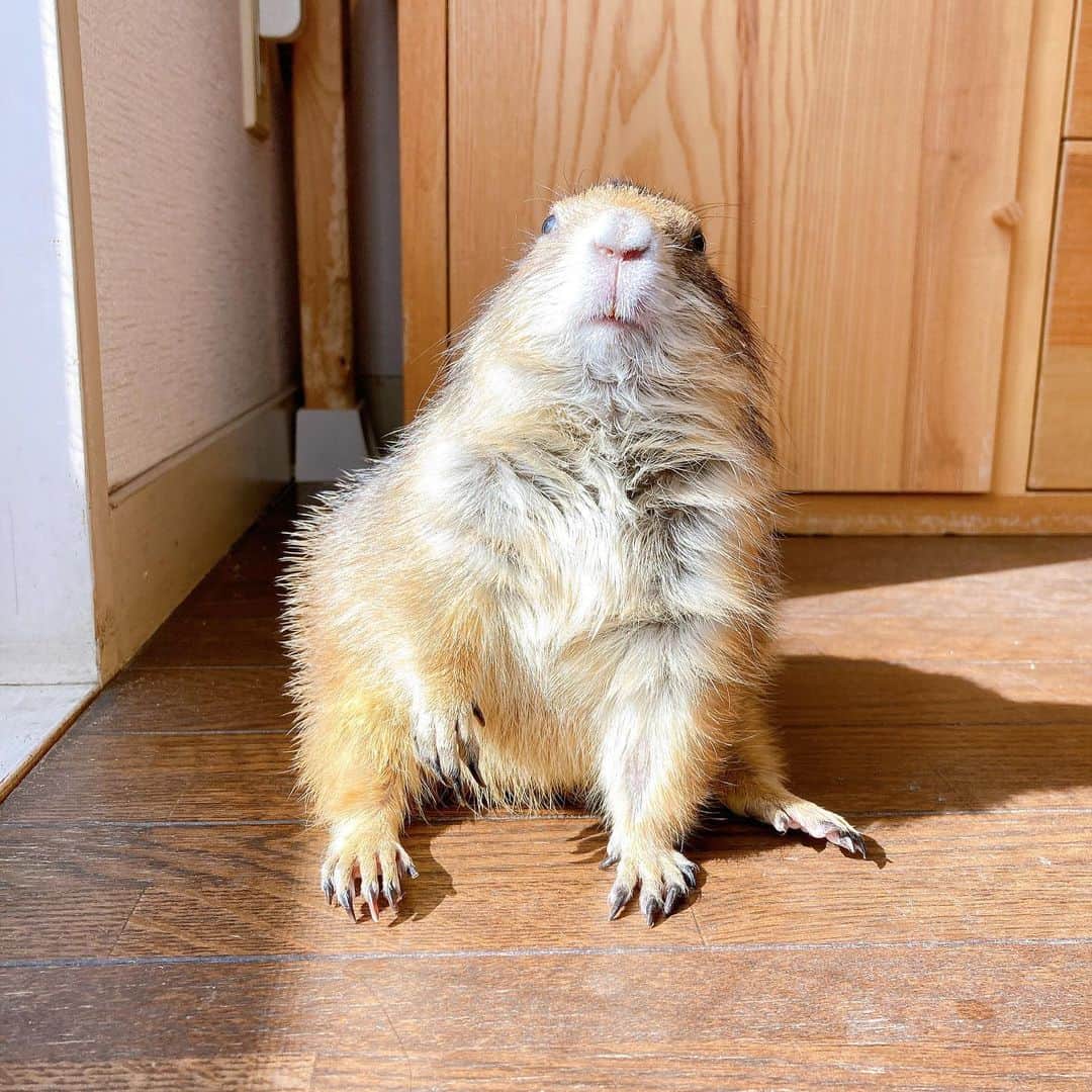 cocoさんのインスタグラム写真 - (cocoInstagram)「今日もお日様に会えたね🌞 #Sobaちゃん」2月19日 17時05分 - nasumiso
