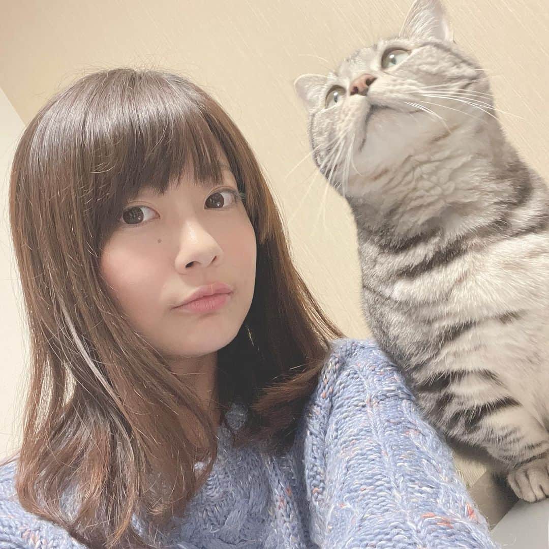 晴山由梨さんのインスタグラム写真 - (晴山由梨Instagram)「美容院で毛先を5cmほどカット💇‍♀️ たぶん見た目変わらないけど、美容院行くと気持ちもリフレッシュしていいね✨  美容院でネコ雑誌を読んでたら「ネコ飼ってるんですか？」と美容師さん。その美容師さんもネコ好きだったらしく、ネコトークで盛り上がったよ🐱💕  #美容院行ってきた  #ねこのいる生活 #ねこのいる暮らし #にゃんすたぐらむ  #ソラ #マンチカン #3歳」2月19日 17時20分 - hareyama_yuri