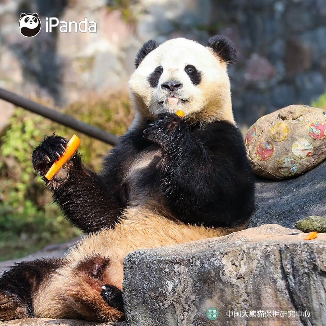 iPandaさんのインスタグラム写真 - (iPandaInstagram)「See! I show a voracious appetite as well as a good mood to welcome the spring! BTW are you ready for the coming of spring with the pandas? (Man Yuemei / Qing Qing)🌿🌿😘 🐼 🐼 🐼 #Panda #iPanda #Cute  #PandaPic #CCRCGP」2月19日 17時35分 - ipandachannel