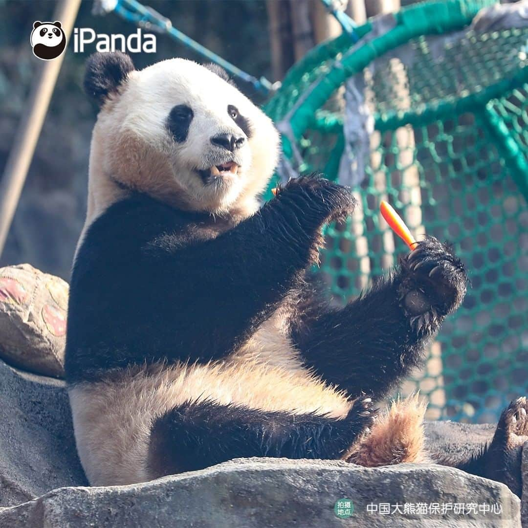 iPandaさんのインスタグラム写真 - (iPandaInstagram)「See! I show a voracious appetite as well as a good mood to welcome the spring! BTW are you ready for the coming of spring with the pandas? (Man Yuemei / Qing Qing)🌿🌿😘 🐼 🐼 🐼 #Panda #iPanda #Cute  #PandaPic #CCRCGP」2月19日 17時35分 - ipandachannel