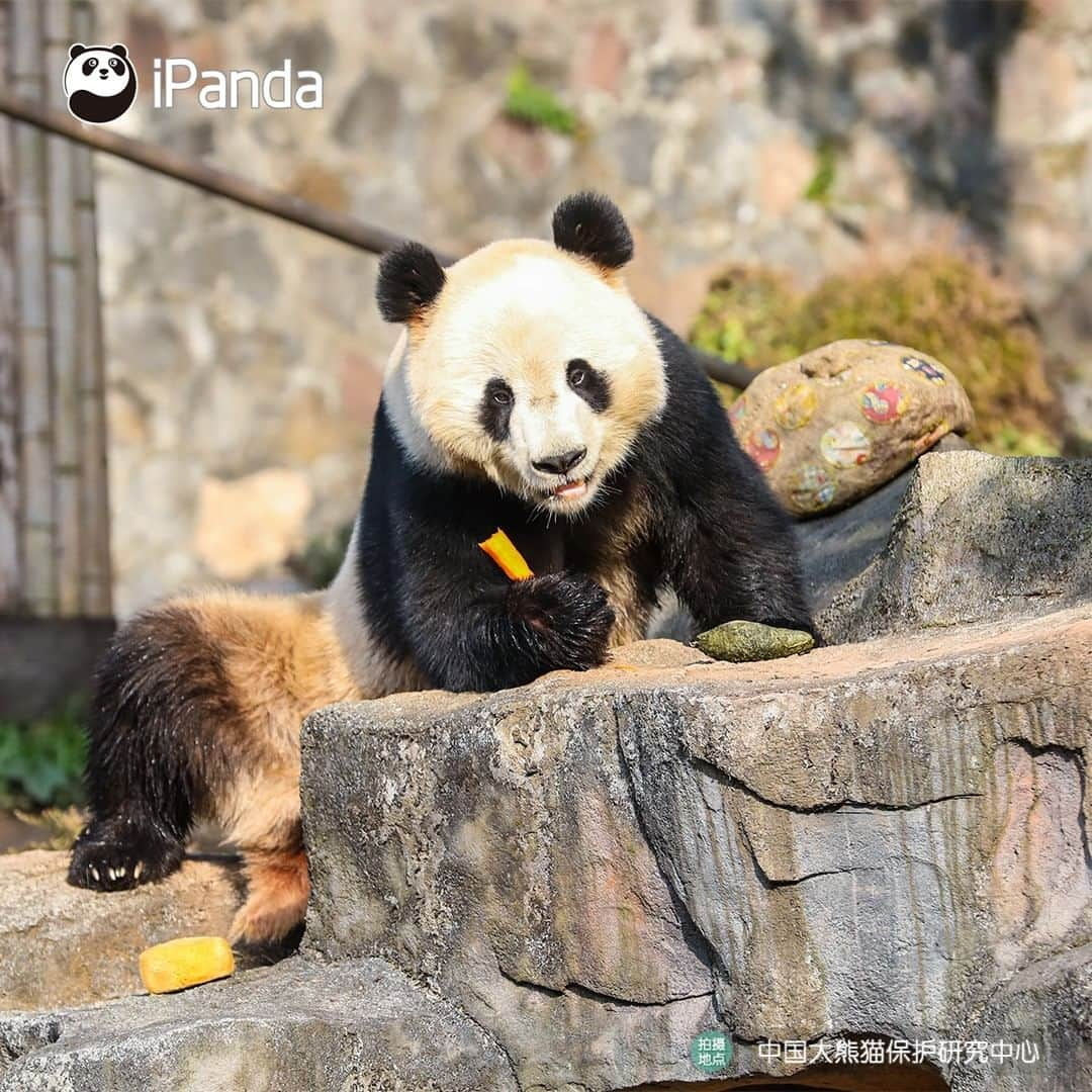 iPandaさんのインスタグラム写真 - (iPandaInstagram)「See! I show a voracious appetite as well as a good mood to welcome the spring! BTW are you ready for the coming of spring with the pandas? (Man Yuemei / Qing Qing)🌿🌿😘 🐼 🐼 🐼 #Panda #iPanda #Cute  #PandaPic #CCRCGP」2月19日 17時35分 - ipandachannel