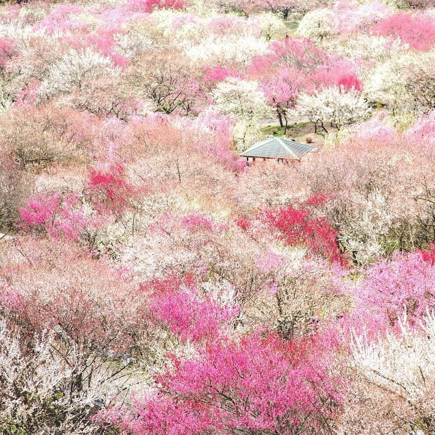 ANAさんのインスタグラム写真 - (ANAInstagram)「甘い梅の香りに包まれて🌸﻿ ﻿ #満開 #色とりどりの #梅の花 #梅の香り #包まれて #いなべ市農業公園 #三重県 #写真でお花見 #来年は行けますように #自由に旅ができる日を #心待ちにして #春の訪れ #梅林 #紅梅 #白梅 #早春 #anaタビキブン #inabe #mie #plum #spring #colorful #japantrip #trip #ana_jp﻿ ﻿ 旅の思い出は「#anaタビキブン」をつけて投稿してね💙インスタやANAの各メディアでご紹介していきます✈️」2月19日 17時30分 - ana.japan