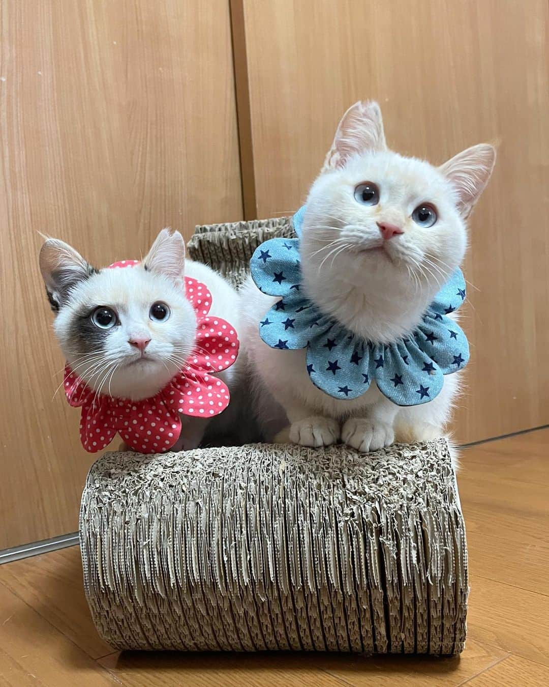 maimocotoのインスタグラム：「〈かわいすぎ注意⚠️〉 昨日からやってきた、私の97〜99猫目の新入りちゃん３人の紹介です✨ 茨城で必死でボランティアしてくださってる方から、託していただきました。TNRを何百としても、子猫は後から後から産まれてくるそうです。。預かりさんも足りないし、私もお手伝いしたいとお願いして、この度預からせていただくことになりました。 ＊ ＊  １枚目の兄妹は推定5ヶ月。血液検査陰性です。右が #笹かまのきなり ♂。左が #シャム三毛のこのは ♀です。ペアで里親さまを募集する予定です。 ２枚目は #長毛茶髪のキキ 。推定7ヶ月の男の子。血液検査陰性です。 ＊ ＊ この３人は同じ場所にいたらしいです。猫がとても好きなので、キキも先住ちゃんが居るおうちで里親さまを募集させてください🙇‍♀️ まだ、耳ダニ、猫風邪が治っていないので完治したら募集いたします。 TNR予定だったので、桜耳になっていますが、チャームポイントのひとつです🌸お外で頑張った証✨ 本当に、我が家へようこそ💗😭会いたかったよ。 ＊ ＊ 『お外は楽しかったけど、すっごく寒かったんだ。。もう、お外はいやだよ』 ＊ ＊ #必ず幸せにするからね #５枚目はお外時代 #明日みんなで病院 #まくろは去勢手術 #ザビエル首輪」