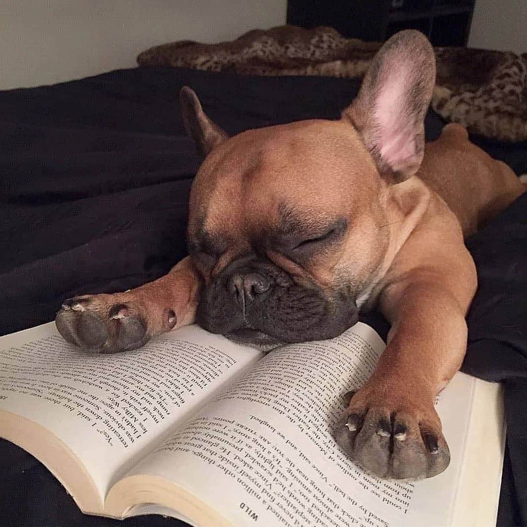 French Bulldogさんのインスタグラム写真 - (French BulldogInstagram)「What is Your Favorite Book? 📖 @brucethefrenchbully . . . . . #französischebulldogge #bullylove #bulldog_ig_community #bulldog #frenchiesociety #thefrenchiepost #buhi #bulldoglife #bulldogmoments #frenchiesofig #bullieslife #fab_frenchies #bulldogloversofinsta #frenchbulldoglove #bullyinstagram #bulldogram #ワンコ #frenchies1 #frenchielove_feature #bulldoglove」2月19日 17時44分 - frenchie.world