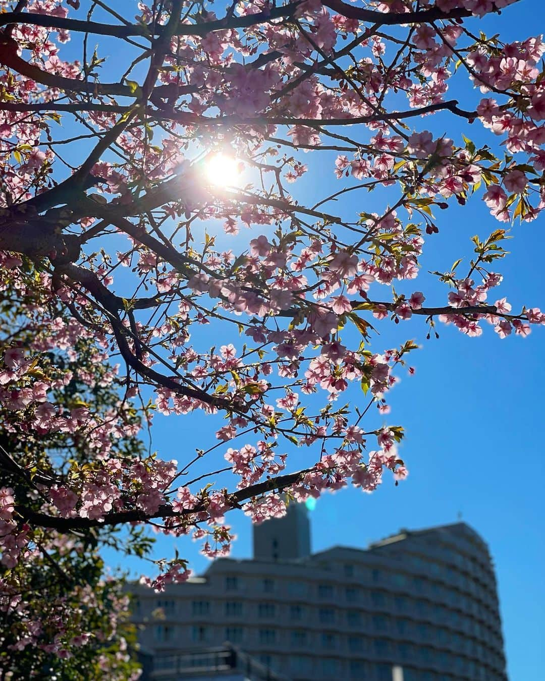 Hilton Tokyo Odaiba ヒルトン東京お台場さんのインスタグラム写真 - (Hilton Tokyo Odaiba ヒルトン東京お台場Instagram)「#ヒルトン東京お台場   爽やかな青空に、河津桜が映えますね🌸 だんだんと、春の足音が聞こえてきました♬  #お台場 #台場 #桜 #さくら #河津桜 #カワヅザクラ #お台場の景色  #春 #春の訪れ #東京 #ホテル #ステイケーション #hiltonodaiba #hilton #odaiba #tokyo #sakura #hotel #discoveringtokyo」2月19日 17時50分 - hilton_tokyo_odaiba