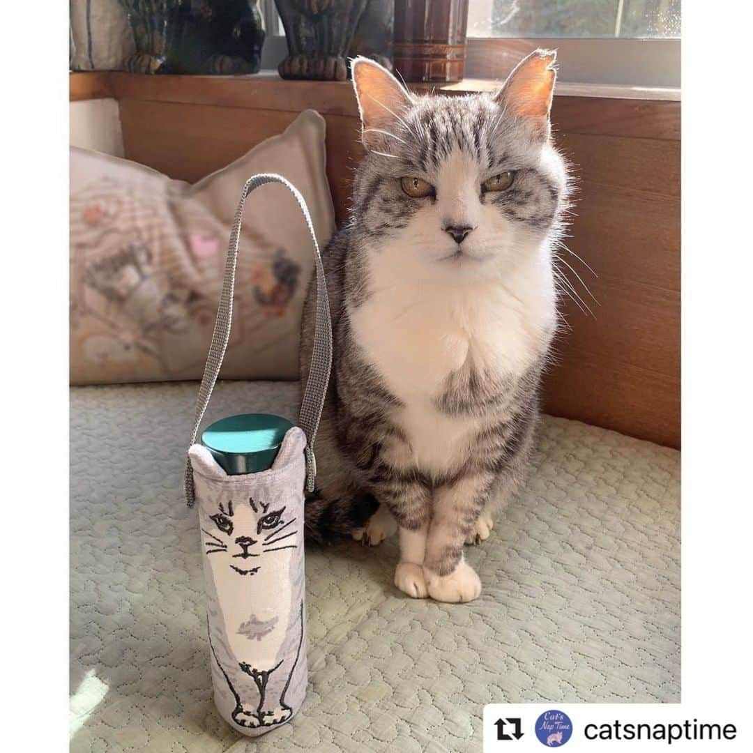 Afternoon Teaさんのインスタグラム写真 - (Afternoon TeaInstagram)「いよいよ明日2/20～アイテム第2弾が登場です！ #Repost @catsnaptime with @make_repost ・・・ ・ Cat’s NapTime第6弾「FRUITS TEA PARTY」がテーマのアイテムをご紹介 #cats_naptime6 ・ 2/20からはアイテム第2弾が登場！ ペンシルボトル専用カバーは、サバ美がきちんとお座りしている姿が可愛らしく、後ろにはしっぽが。さらに持ち歩きに便利な持ち手付きです。ぴったりサイズのペンシルボトルも発売。サバ美も同じポーズでおすわりしてくれました。  特設ページでは、アイテム第2弾の発売に先駆けて、スペシャルムービー第2弾も公開中です。ぜひご覧ください。  また、Official Online Shopで展開中のコラム「隠れたいいもの、いいはなし」では、テーマや新作のアイテム開発秘話、また「Cat’s NapTime」シリーズのドネーションについて、「Cat’s ISSUE」ディレクターの太田メグさん @megmilk5628 にお話を伺っています。  「隠れたいいもの、いいはなし」はこちらのプロフィールの特設ページへのリンクからもご覧いただけます。 ➡@catsnaptime ・ ・ ・ #catsnaptime #AfternoonTea #AfternoonTeaLIVING #アフタヌーンティー #アフタヌーンティーリビング #ペンシルボトル #ステンレスボトル #保温保冷 #ペンシルボトルカバー #catsissue #FRUITSTEAPARTY #サバ美」2月19日 18時00分 - afternoontea_official