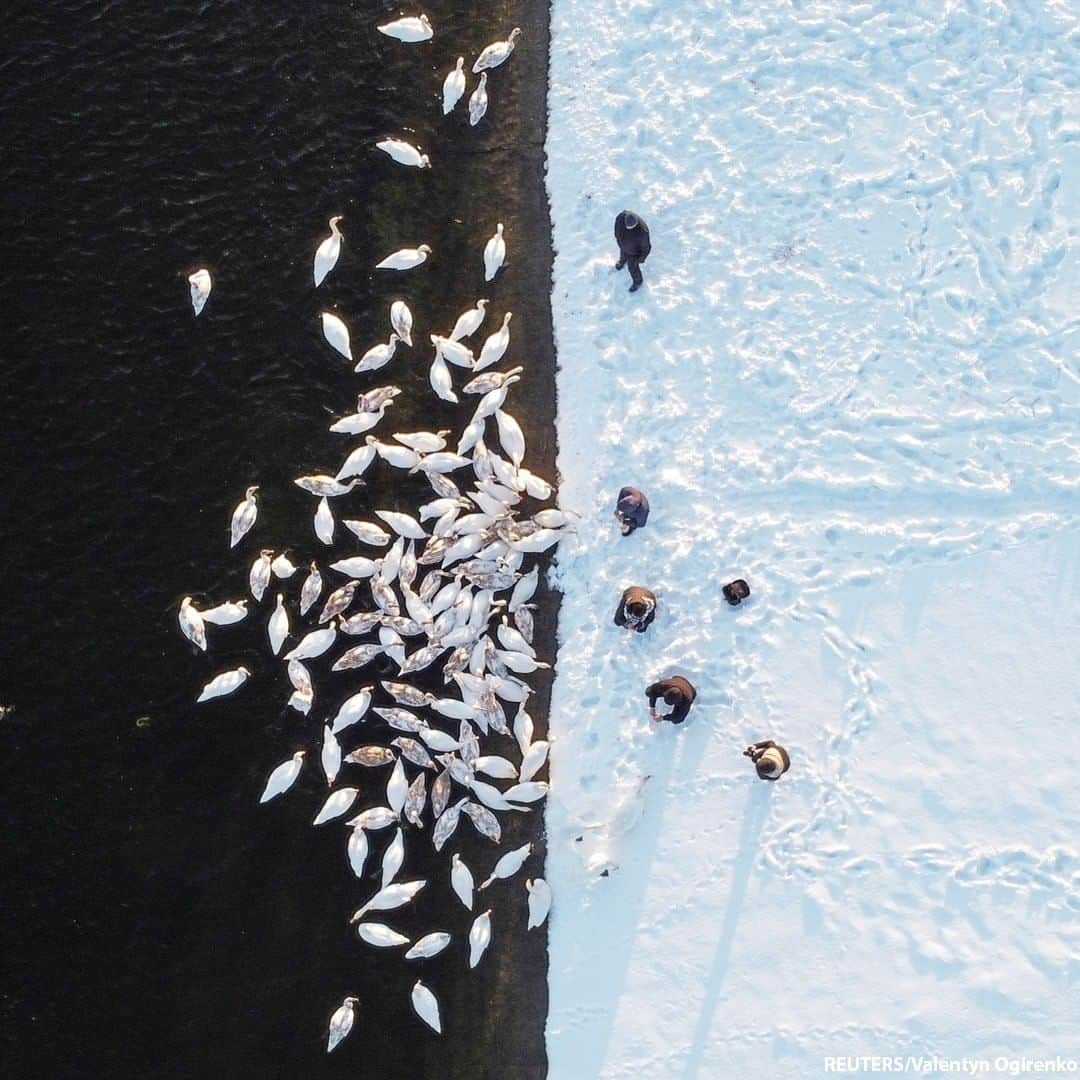 ABC Newsさんのインスタグラム写真 - (ABC NewsInstagram)「People feed swans on the bank of a water reservoir of the Khmelnytskyi Nuclear Power Plant near the town of Ostroh, Ukraine. The reservoir attracts dozens of swans every winter as it never freezes over due to the warm waters discharged from the plant.  #swans #swansofinstagram #wildlife」2月19日 18時00分 - abcnews