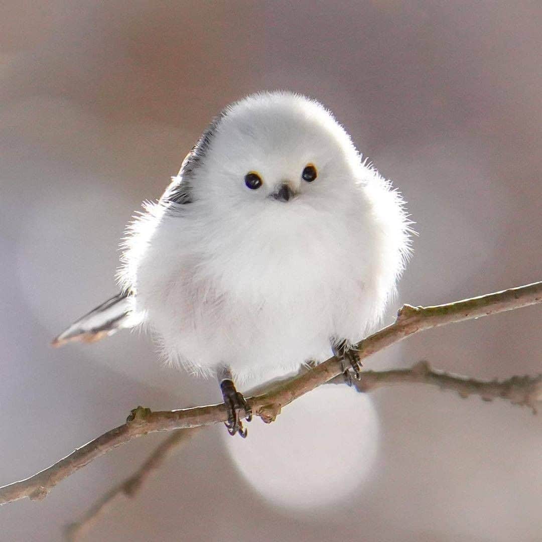 のインスタグラム：「#シマエナガ 「雪の妖精」の愛称で親しまれる人気の野鳥・シマエナガ。 小さくて丸くてふわふわな見た目に癒されます . 明日は肉球がたまらないある動物をご紹介します♪ . . ━━━━━━━━━━━━━━━ 📍 北海道 📷 photo by @isobo ━━━━━━━━━━━━━━━ 📎 【 #じゃらんおすすめ_ 北海道】 おでかけの参考に、ピックアップしたお写真をエリア別でまとめました！ ━━━━━━━━━━━━━━━ . . 素敵なお写真をありがとうございました😍 . . ☑ 新型コロナウイルス感染症拡大防止の観点から、各自治体により自粛要請等が行われている可能性があります。ご利用の際には、あらかじめ最新の情報をご確認ください。また、感染拡大の防止に充分ご配慮いただくようお願いいたします。 ☑ #jalan_travel をつけて、ぜひ今までの旅行先の思い出写真を投稿してください。このアカウントでご紹介させていただきます。(じゃらんニュースでも紹介される可能性があります） . . . . . . #もふもふ　#北海道 #hokkaido #札幌 #鳥 #じゃらん #観光 #観光地 #観光スポット #旅行 #旅行好きな人と繋がりたい #旅行好き #写真好きな人と繋がりたい #ファインダー越しの私の世界 #Japan #travel #travellers #trip #jalan #japantravelphoto #japantrip #japantravel #jalan_white」
