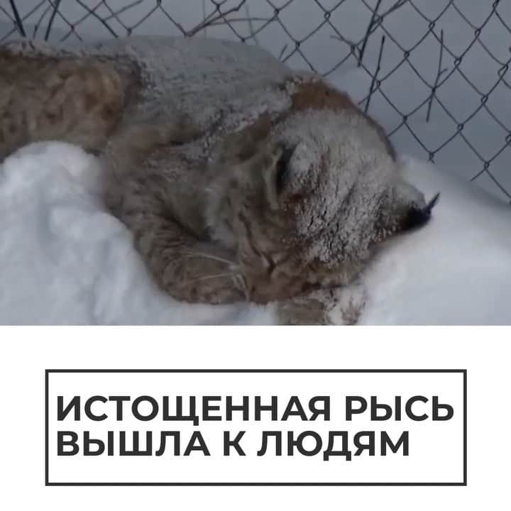 RIAノーボスチのインスタグラム：「В Добрянке истощенная рысь "попросила помощи" у людей. Она вышла к местной больнице и даже не попыталась убежать, когда к ней приблизились ветеринары. Животному сделали укол снотворного и привезли в лечебницу. Когда рысь поправится, ее выпустят обратно в лес.」