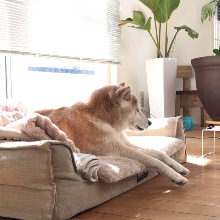 のインスタグラム：「夢の中でお散歩🏃🏻‍♀️してるのかな？😂 #スワイプしてね #シニア犬の午後 #シニア犬の過ごし方」