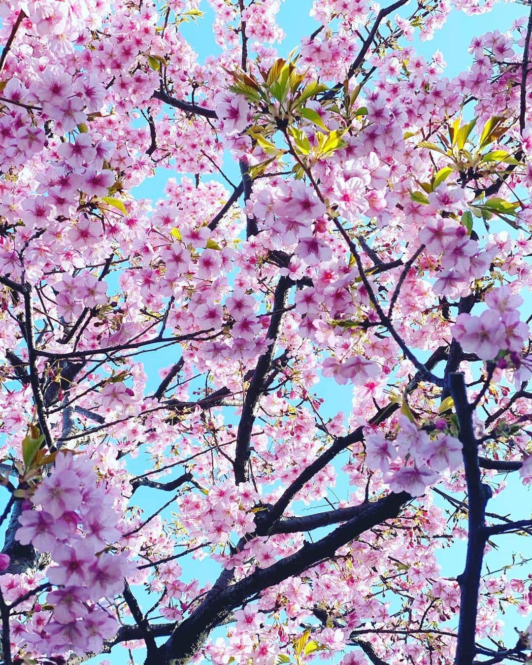 神崎恵さんのインスタグラム写真 - (神崎恵Instagram)「🌸🌸🌸」2月19日 9時21分 - megumi_kanzaki