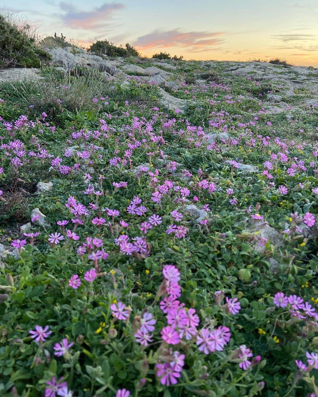 荒尾茉紀のインスタグラム：「夜は寒いけど春だなぁ🌸1ヶ月旅行のつもりでふらっと来たマルタ🇲🇹気づけば季節が変わろうとしています（笑）  #malta #dinglicliffs #マルタ留学 #海外旅行 #シェンゲン #観光ビザ終わるw」