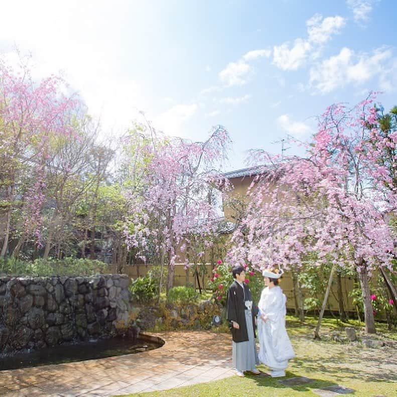 桜鶴苑のインスタグラム：「【桜鶴苑の四季】 桜鶴苑の庭園は夏以外は桜が咲き、どの季節も 花や木々に囲まれて日本の四季を感じていただけます✨  是非、イメージに合った季節を見つけて、 日取りを決める上での参考にしてくださいね😊  結婚式当日は貸切だから、ご希望の場所で ステキな写真を残しましょう！  #桜鶴苑 なら毎週 #ブライダルフェア 開催中！ HPよりご予約・ご相談くださいませ ◎当日予約可能◎ 京都の観光名所『南禅寺』『平安神宮』の近く！ 地下鉄東西線蹴上駅 徒歩7分 お気軽にお電話くださいませ ☏075-771-4111  #結婚式 #挙式 #披露宴 #神前式 #人前式 #神社式 #和婚 #和装 #京都 #kyoto #京都結婚式 #京都婚 #京都神社 #神社仏閣 #白無垢 #色打掛 #京都前撮り #前撮り #大人婚 #少人数婚 #家族婚 #プレ花嫁 #卒花嫁 #結婚準備 #関西花嫁 #フォト婚 #料亭ウェディング」