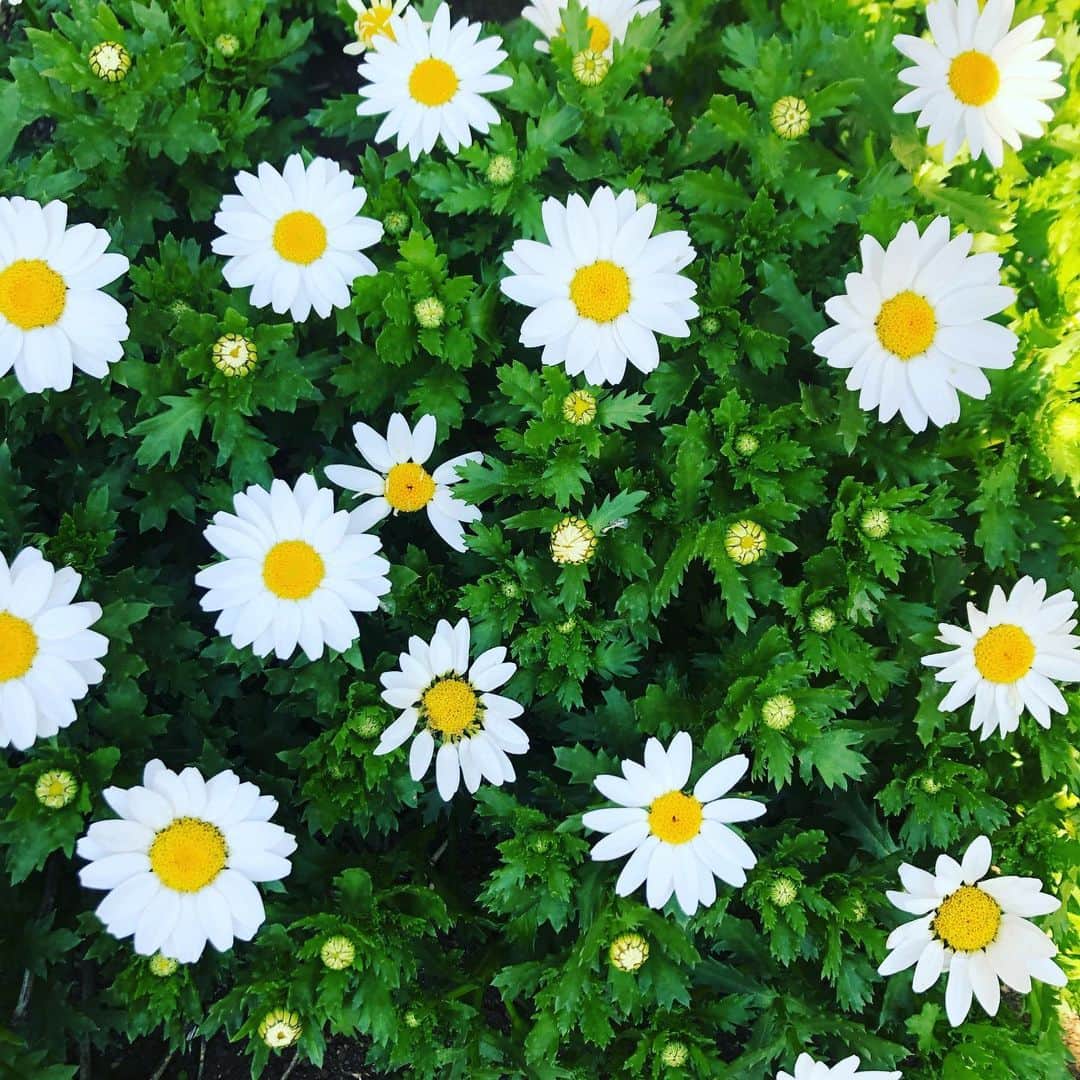 のインスタグラム：「. . 今、側に居てくれる人を大切に。 ちゃんと伝えていきたいな🌱 . . #flower #white #yellow #green #good #day #today #photo」