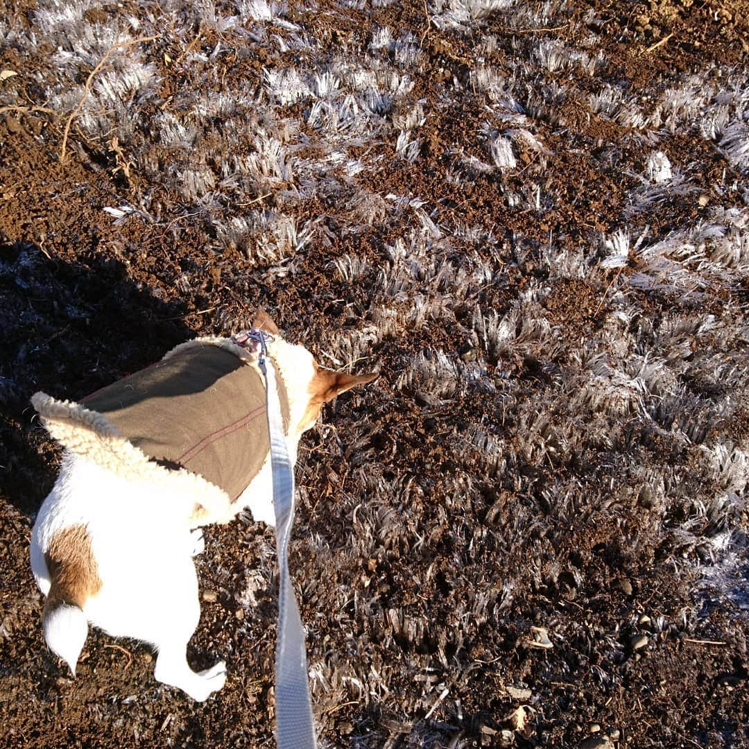 愛華みれさんのインスタグラム写真 - (愛華みれInstagram)「朝散歩🐶霜柱出来てた❄️気温差、気をつけて‼️」2月19日 10時15分 - mireaika
