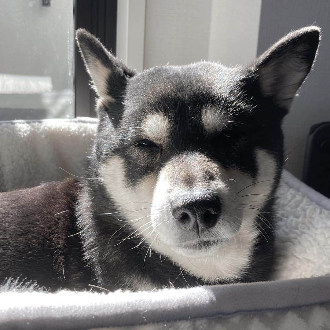 vo_coのインスタグラム：「🐾 ボロボロの毛艶でお腹を掻きむしっていたこたつさん 2週間、薬用シャンプー、保湿液、お薬（アポキル）、そして食生活の改善を続けたことによりどちらも良くなってきました 一度に色んな要素を複合的に進めると、結局何が一番効果があったのかわからなくなるね… まあ結果ヨシとしますか ＊ #shibastagram #instashiba #shiba #shibainu #黒柴 #柴犬」