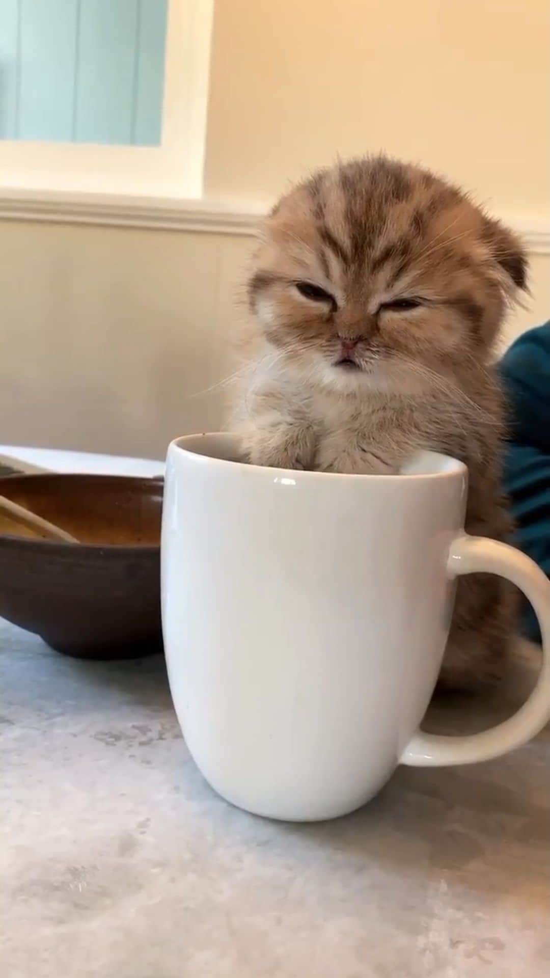 Cats of Instagramのインスタグラム：「From @taroandzippo: “sleepy baby taro 🦁zZ💤” #catsofinstagram」