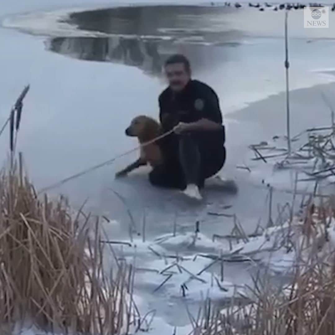 のインスタグラム：「TO THE RESCUE: Texas firefighters save dog, named Suitey, from icy pond in Odessa.」