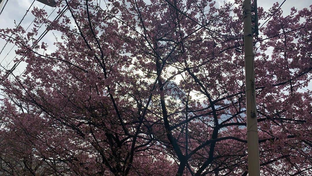 志村玲那さんのインスタグラム写真 - (志村玲那Instagram)「#もう桜咲いてるーーっ！！ #めっちゃキレイ  #梅も咲いてるよねぇ  #花粉症の季節」2月19日 10時36分 - rena_shimura